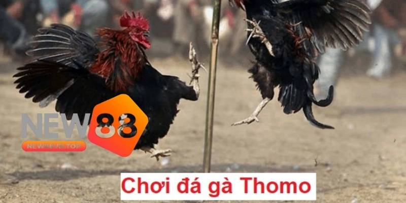 Chơi đá gà Thomo tại New88 mang đến nhiều trải nghiệm thú vị cho bạn. Chơi đá gà Thomo tại New88 mang đến nhiều trải nghiệm thú vị cho bạn.