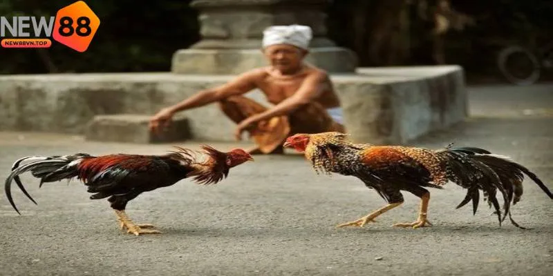 Đá gà cựa sắt luôn chiếm vị trí hàng đầu trong lòng người chơi Đá gà cựa sắt luôn chiếm vị trí hàng đầu trong lòng người chơi