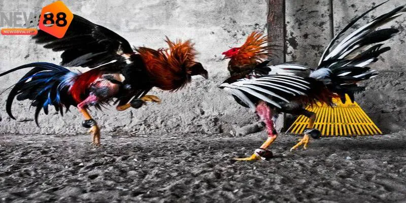 Hiểu rõ từng chiên kê giúp bạn đưa ra lựa chọn phù hợp Hiểu rõ từng chiên kê giúp bạn đưa ra lựa chọn phù hợp