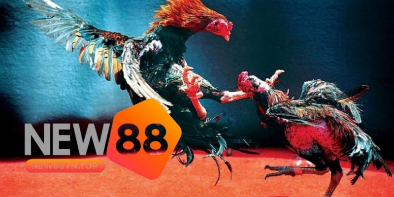 Hướng dẫn cách chơi đấu gà Thomo tại nhà cái New88 Hướng dẫn cách chơi đấu gà Thomo tại nhà cái New88