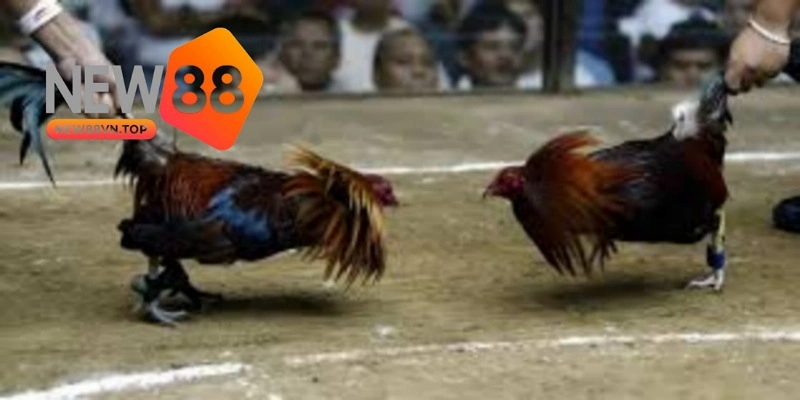 Kinh nghiệm chơi đấu gà Thomo hữu ích giúp bạn trúng lớn. Kinh nghiệm chơi đấu gà Thomo hữu ích giúp bạn trúng lớn.