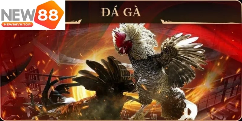 da ga new88 cung cap tat ca cac tran dau hap dan tu truong dua ga quoc te